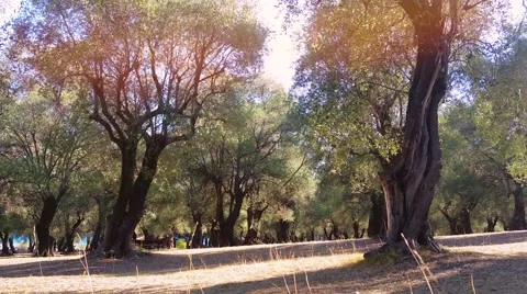 Olive Trees in a Row Video stock 68160357