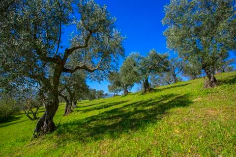 Olive trees in a row Stock Photos