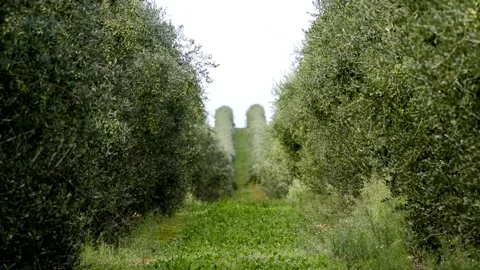 Olive trees in a row sway because of the wind in agricultural field. Video stock 139390712