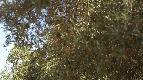 Olive trees in Saudi Arabia Stock Footage 112787542