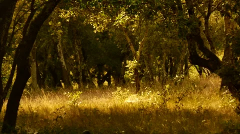 Olive trees shadows golden hours Stock Footage 54394418