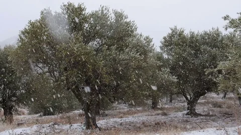Olive Trees in the Snow in Christmas. Vidéo 82969032