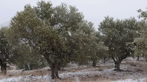 Olive Trees in the Snow in Christmas. Stock Footage 82969055