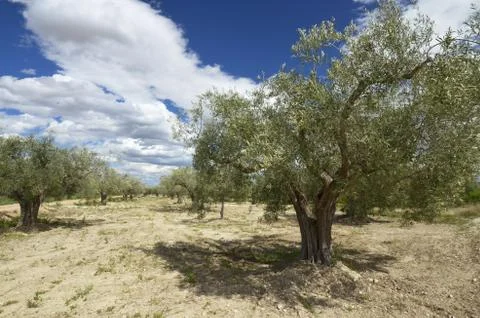 Olive trees in Spain Stock Photos