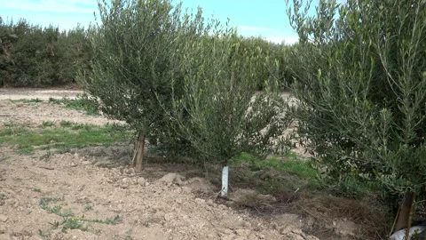 Olive Trees Spain09 100mbps Video stock 259863668