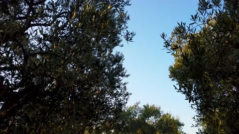 Olive trees in spring Stock Footage 149492504