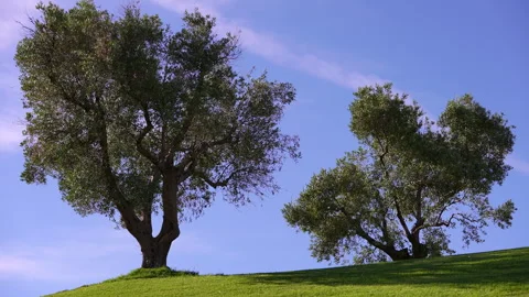 Olive trees standing on a green hill against a clear blue sky in Madrid Stock Footage 345865143