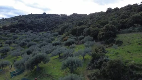 Olive trees on a steep mountain slope with a dense forest background Stock Footage 343994307