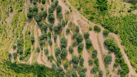 Olive trees on stepped terraces along a winding dirt track Stock Footage 345088884