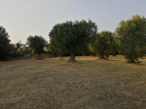 Olive Trees in Summer Field Stock Photos