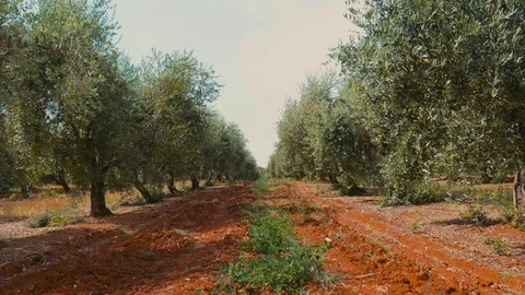 Olive trees in summer Video stock 71273812