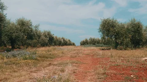 Olive trees in summer Video stock 71273859