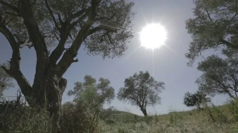 Olive trees with the sun in the background Stock Footage 43867753