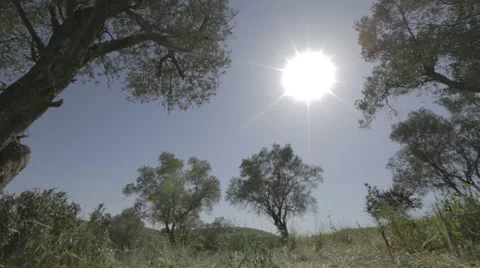 Olive trees with the sun in the background Stock Footage 43867807