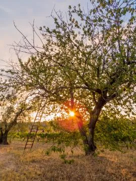 Olive trees at sunset. In Canino, Italy Stock Photos