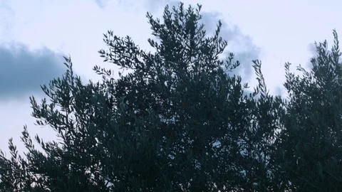 Olive trees sunset Stock Footage 114840835