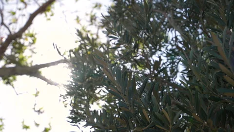 Olive trees in sunset, hanging in breeze, fa01 Stock Footage 277876735