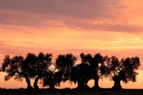 Olive trees in sunset light, Apulia, Italy Stock Photos