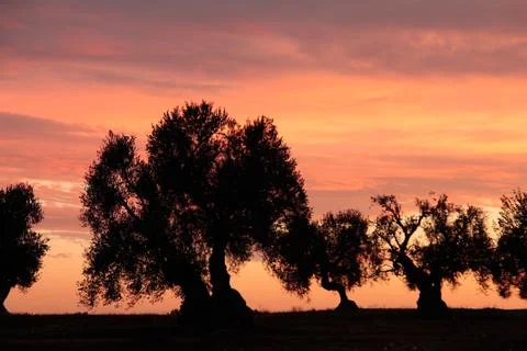Olive trees in sunset light, Apulia, Italy Foto stock
