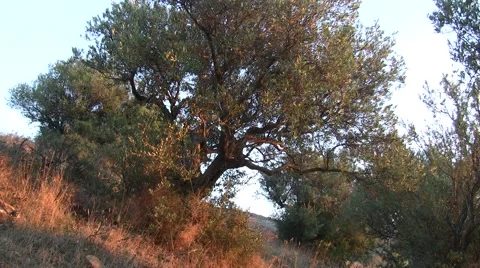 Olive trees with sunset light Stock Footage 46655132