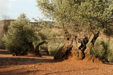 Olive trees at sunset Stock Photos
