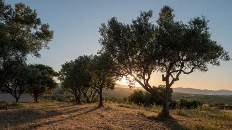 Olive trees in sunset Stock Photos