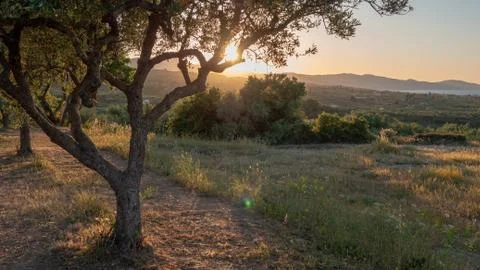 Olive trees at sunset Foto stock