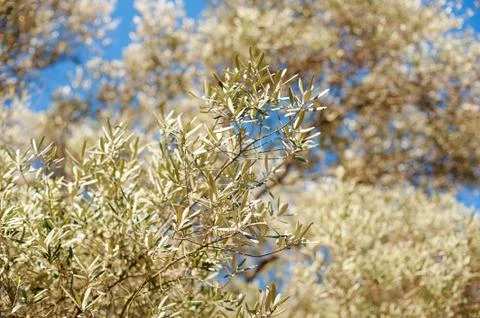 Olive trees on sunset. Sun rays Stock Photos