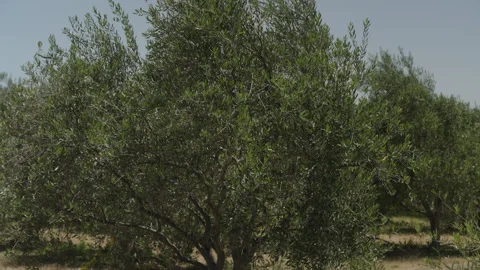 Olive Trees Swaying Gently in the Wind Stock Footage 316171191