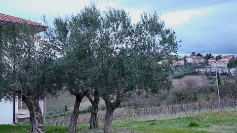 Olive trees swaying in the wind, vineyard and village in the background, Italy Stock Footage 99103785