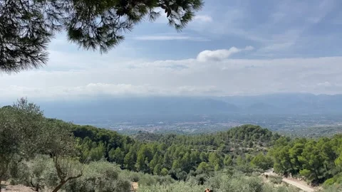 Olive trees on terraces moving on the wind Stock-Footage 251459738