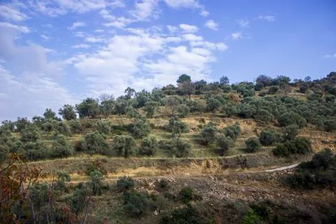 Olive trees on top of the mountain Stock Photos