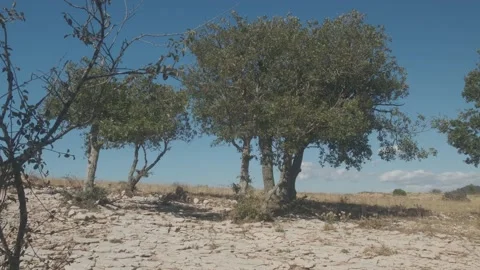 Olive trees in the top of the mountain with stone and arid ground and with th Video stock 138744486
