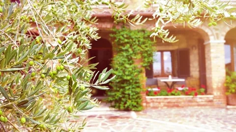 Olive trees with tuscany farm at background Stock Footage 56465380
