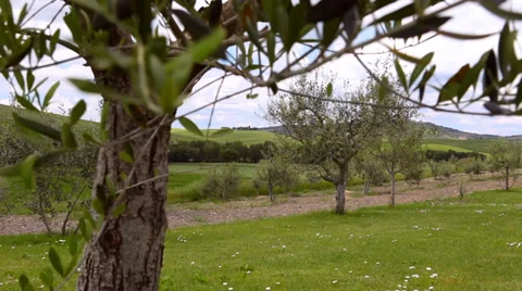 Olive trees in Tuscany Stock Footage 39813021