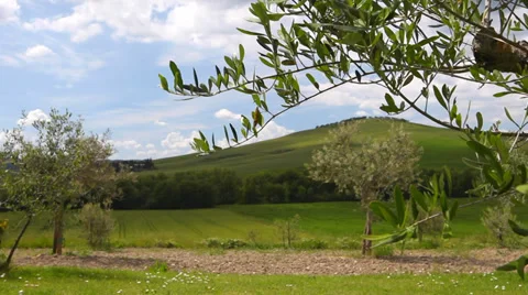 Olive trees in Tuscany Stock Footage 39813069