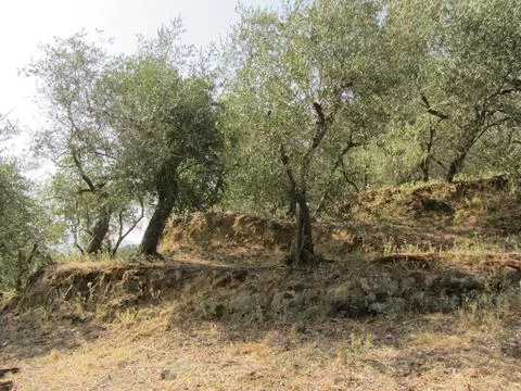 Olive trees tuscany Foto stock