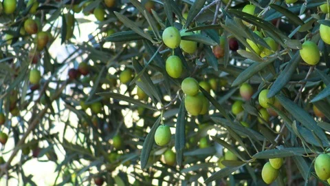 Olive trees with uncollected production. 動画素材 121237215