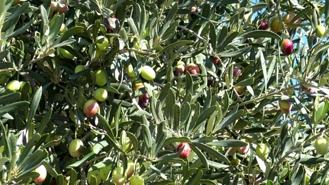 Olive trees with uncollected production. Stock Footage 121237277