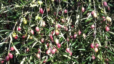 Olive trees with uncollected production. Stock Footage 121237280
