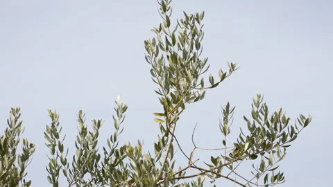 Olive Trees Under Clear Blue Sky Stock Footage 332128464