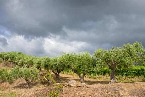Olive trees under grey clouds Stock Photos