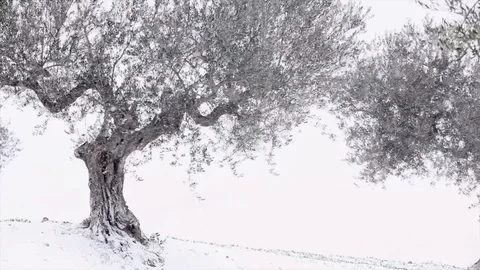 Olive trees under the snow 스톡 동영상 126337018