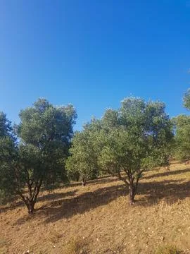 Olive Trees in a Vineyard Stock Photos