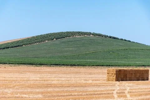 Olive trees, wheat fields, almonds trees growing on huge plantations in And.. Stock Photos