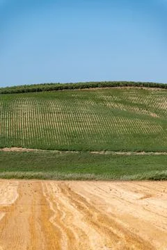 Olive trees, wheat fields, almonds trees growing on huge plantations in And.. Stock Photos