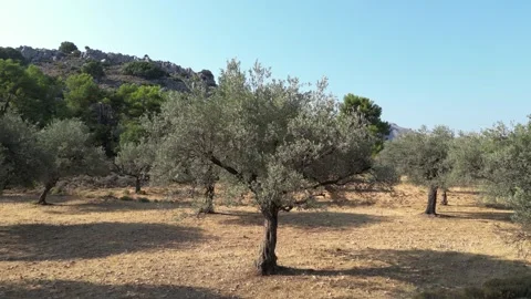 Olive Trees in the Wild Stock Footage 249911882