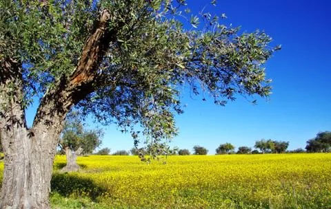 Olive trees in yellow field Stock Photos
