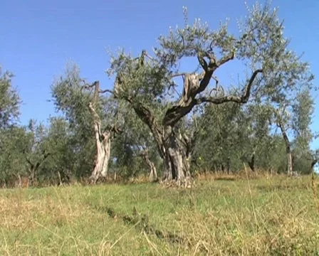 Olive trees - zoom in Видео 62787