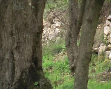 Olive trees with zoom out 스톡 동영상 63101